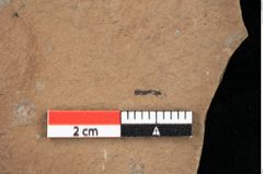 Foto (Detailansicht) von Equisetum ? sp. (NHMW-GEO-2024-0188-0110)